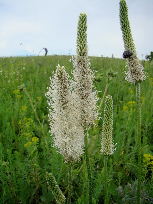 Image of Plantago urvillei specimen.