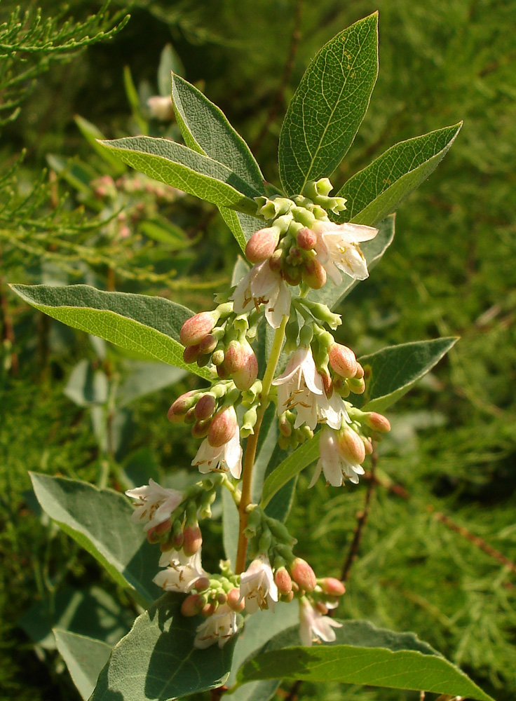 Image of genus Symphoricarpos specimen.