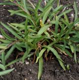 Digitalis lutea