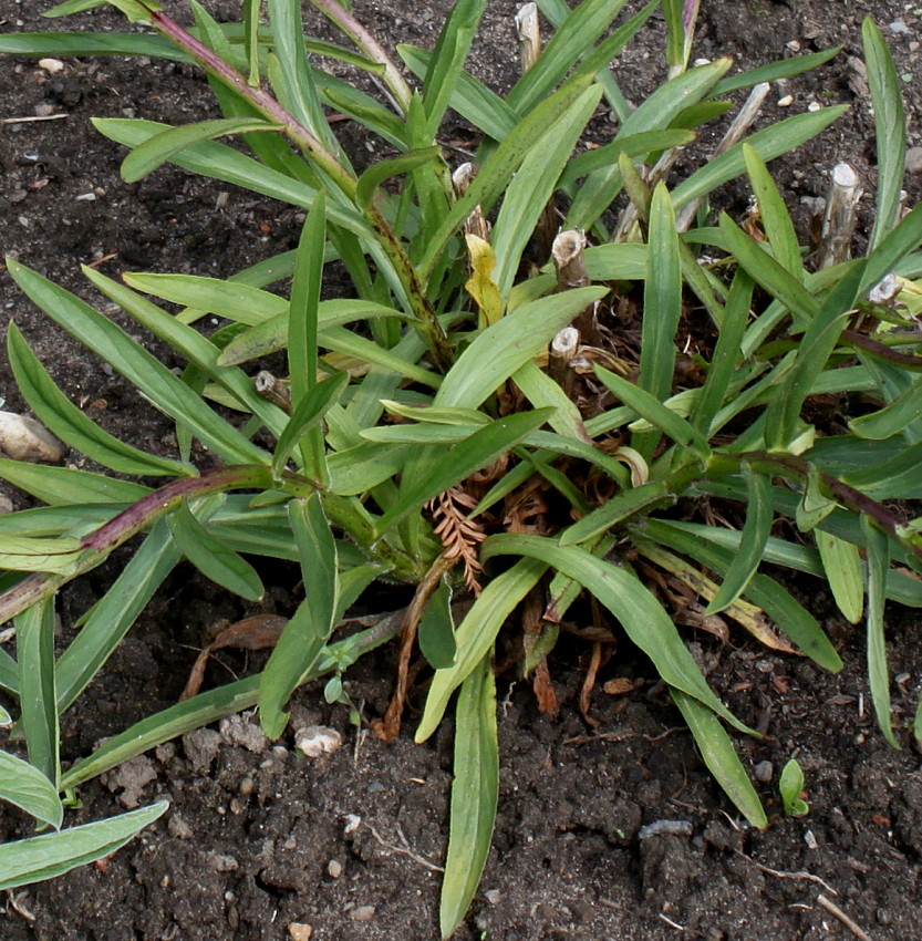 Изображение особи Digitalis lutea.