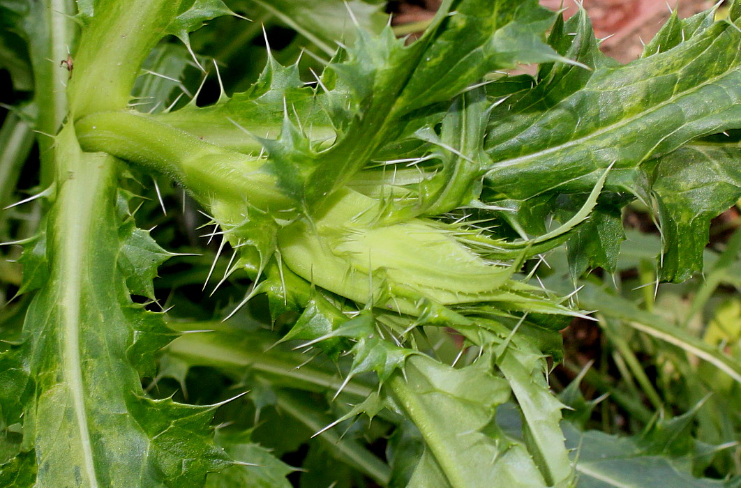 Image of Morina longifolia specimen.