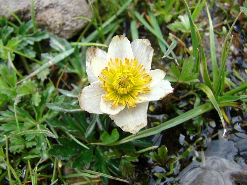 Image of Trollius komarovii specimen.