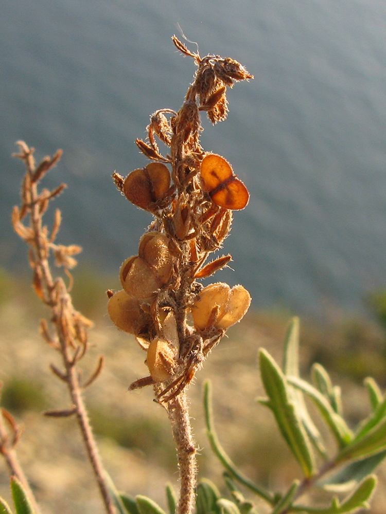 Image of Veronica multifida specimen.