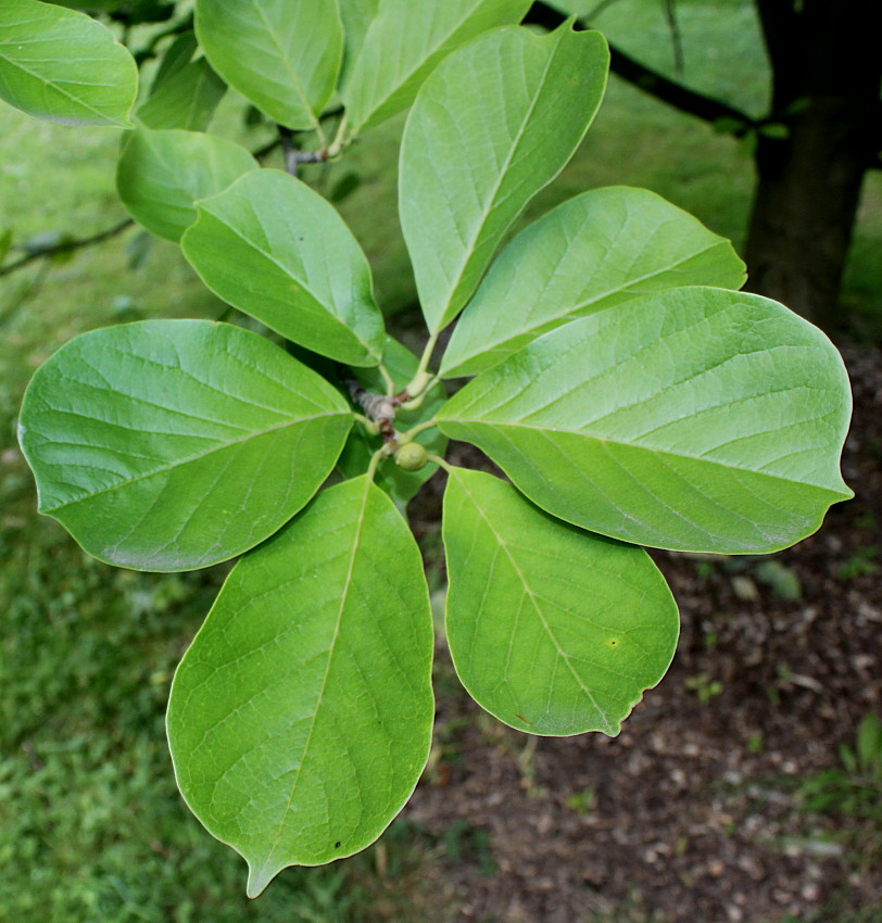 Image of Magnolia denudata specimen.