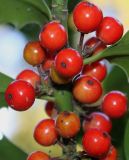 Ilex aquifolium. Часть соплодия. Германия, г. Duisburg, Ботанический сад. 20.09.2013.