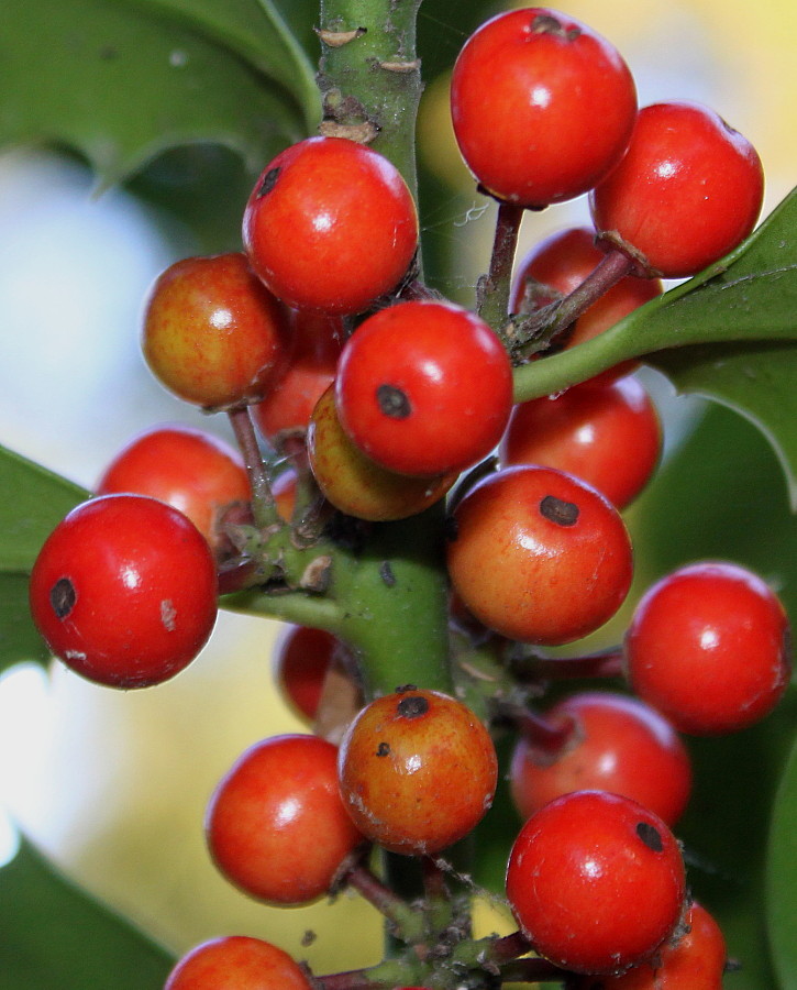 Image of Ilex aquifolium specimen.