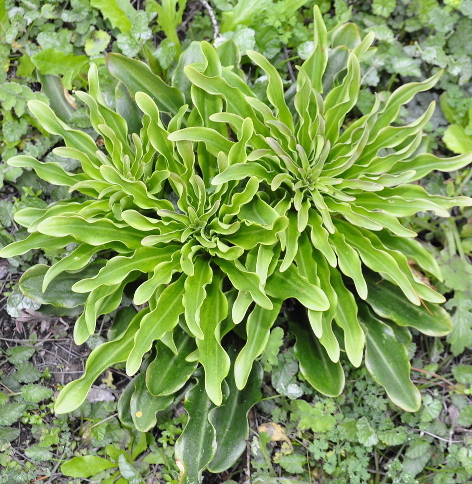 Image of Lilium candidum specimen.