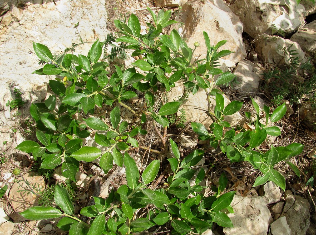 Image of Salix recurvigemmata specimen.