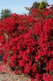 genus Bougainvillea. Цветущее растение. США, Калифорния, Санта-Барбара, возле Старой Миссии. 18.02.2014.
