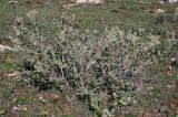 Salvia dominica. Цветущий куст. Израиль, гора Гильбоа, гарига. 22.03.2014.