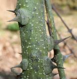 Zanthoxylum americanum. Средняя часть ветви с шипами. Германия, г. Дюссельдорф, Ботанический сад университета. 10.03.2014.