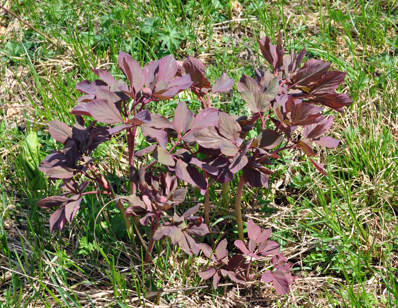 Изображение особи Paeonia caucasica.