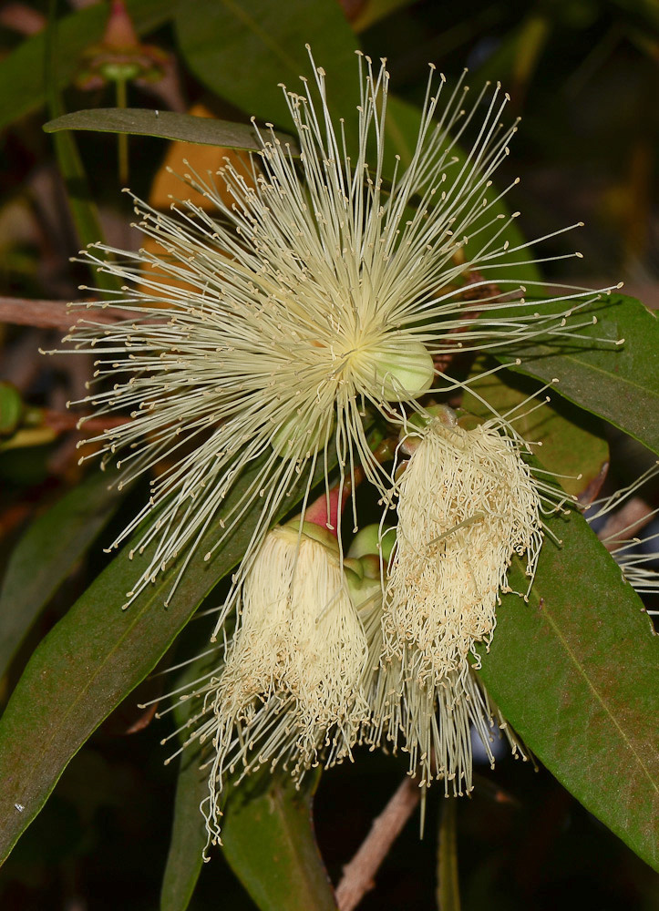 Image of Syzygium jambos specimen.