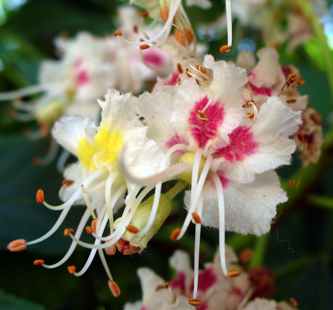 Image of Aesculus hippocastanum specimen.