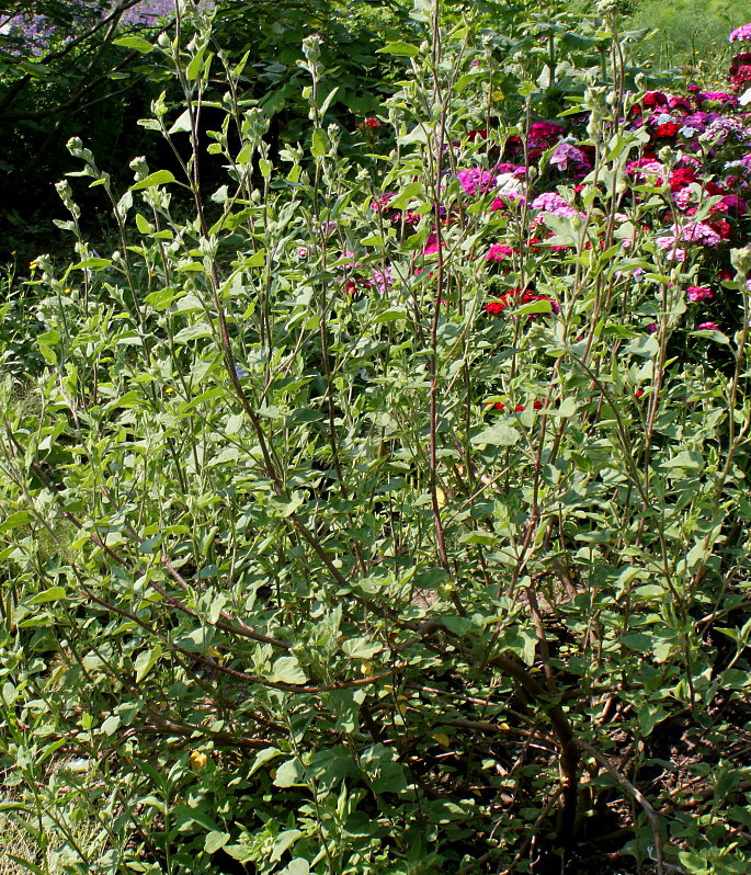 Image of Malva olbia specimen.