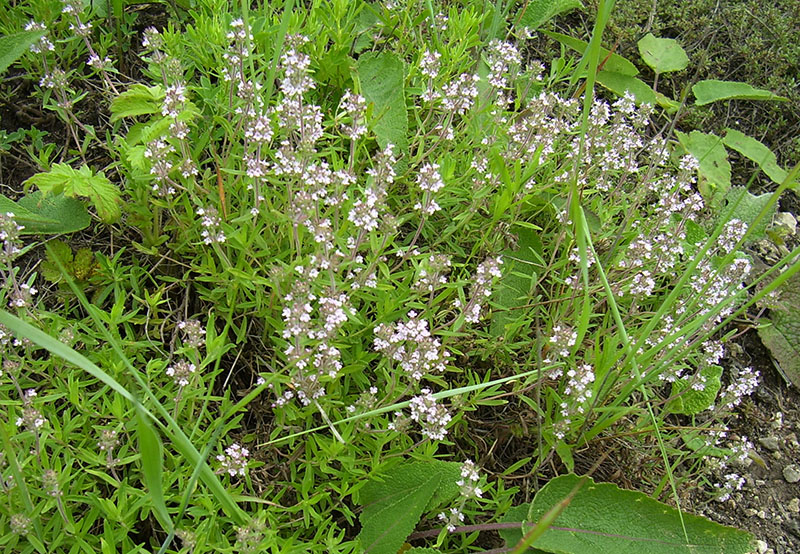 Изображение особи Thymus marschallianus.