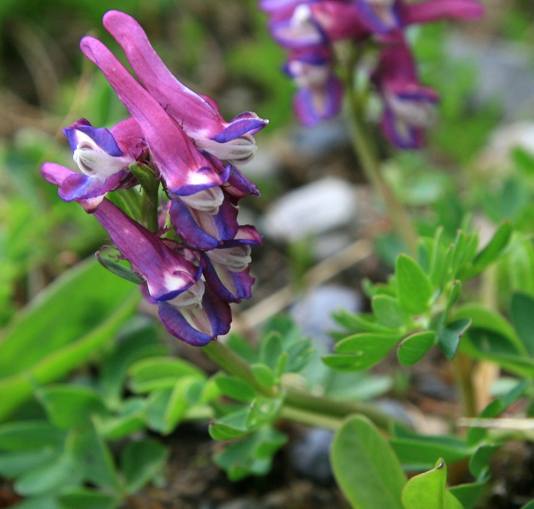 Изображение особи Corydalis conorhiza.