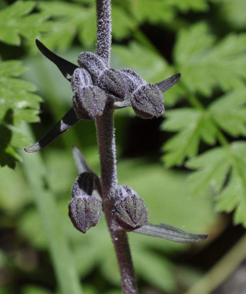 Image of Epipactis atrorubens ssp. subclausa specimen.