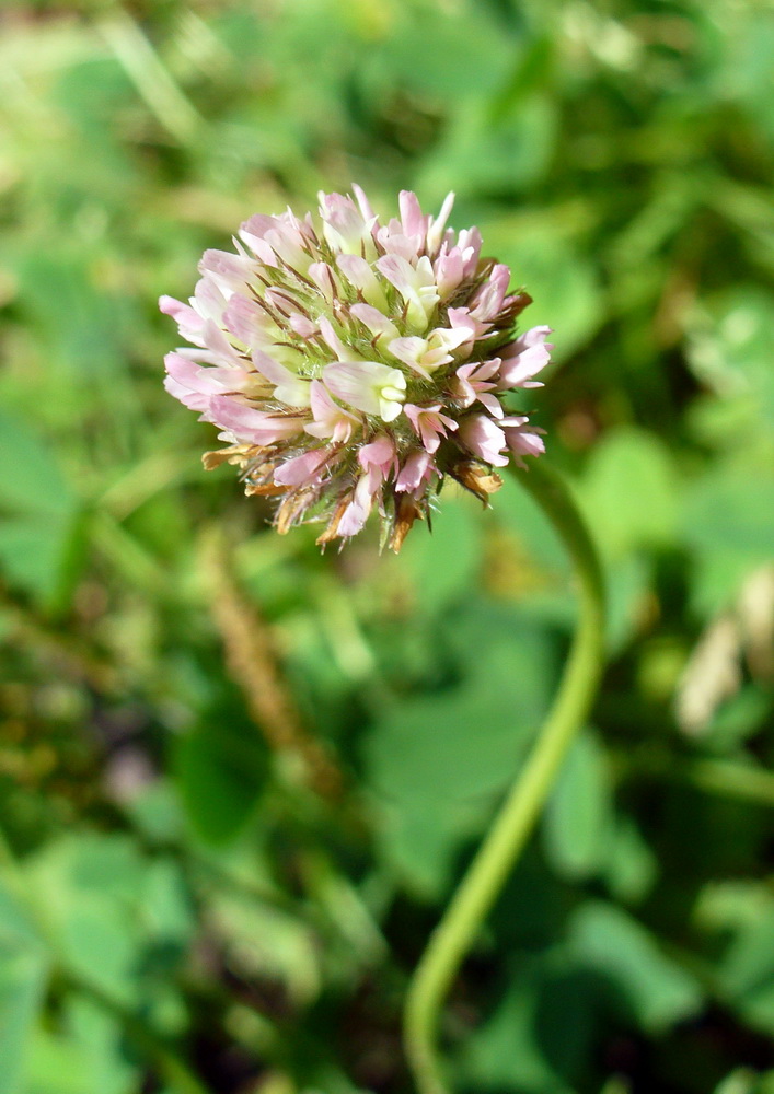 Изображение особи Trifolium fragiferum.