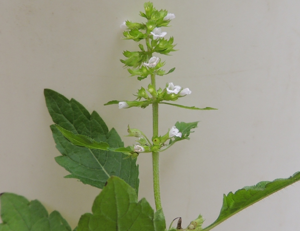 Image of Clinopodium sachalinense specimen.