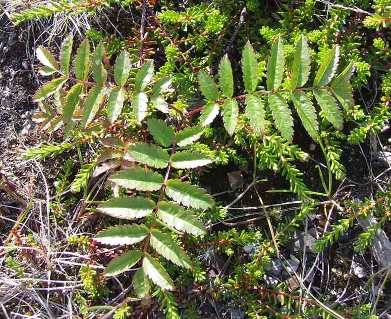 Image of Sorbus aucuparia ssp. glabrata specimen.