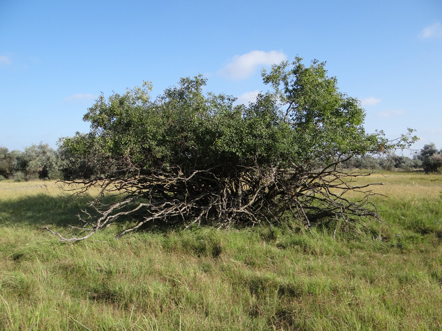 Image of Rhamnus cathartica specimen.