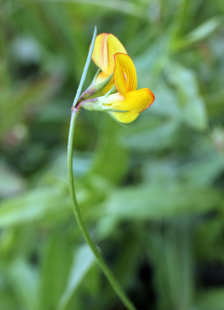 Image of Lotus sergievskiae specimen.