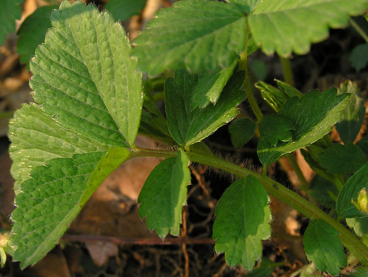 Image of Potentilla fragarioides specimen.