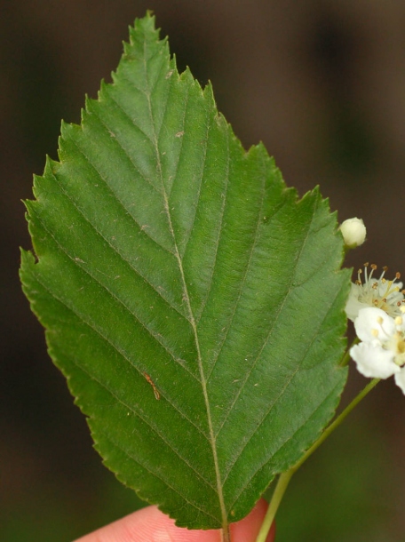 Изображение особи Sorbus alnifolia.