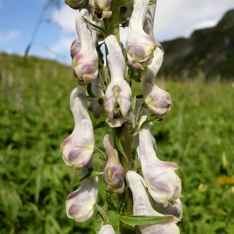 Изображение особи Aconitum orientale.