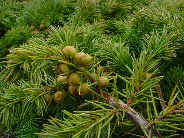 Image of Juniperus conferta specimen.