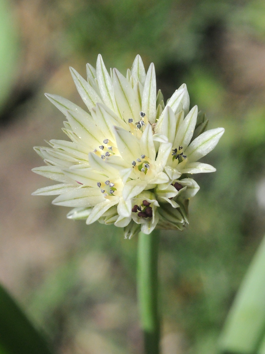 Image of Allium darwasicum specimen.