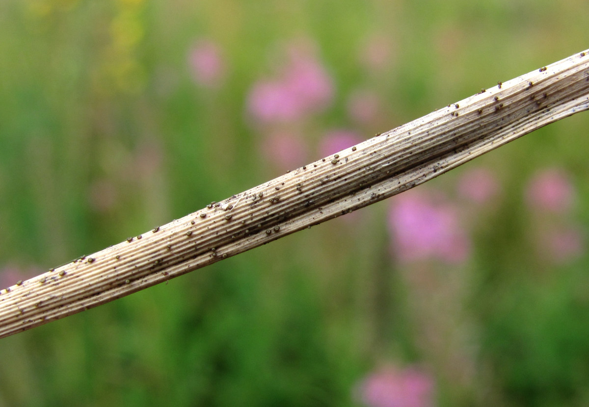 Image of Phleum pratense specimen.