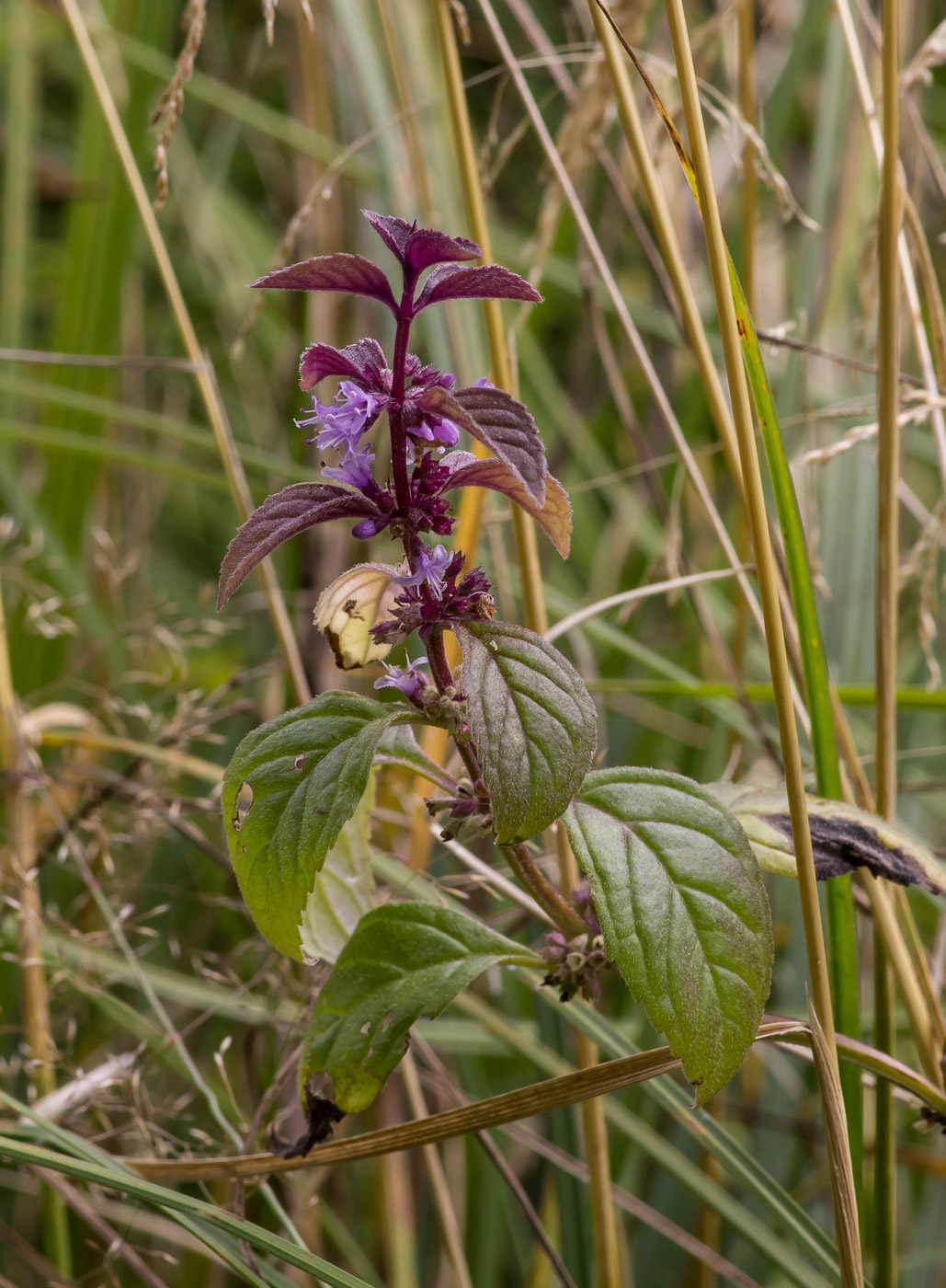 Image of Mentha arvensis specimen.