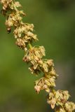 Rumex sylvestris. Часть соплодия. Белоруссия, Витебская обл., пос. Езерище, сухой луг на залежи. 14.08.2015.