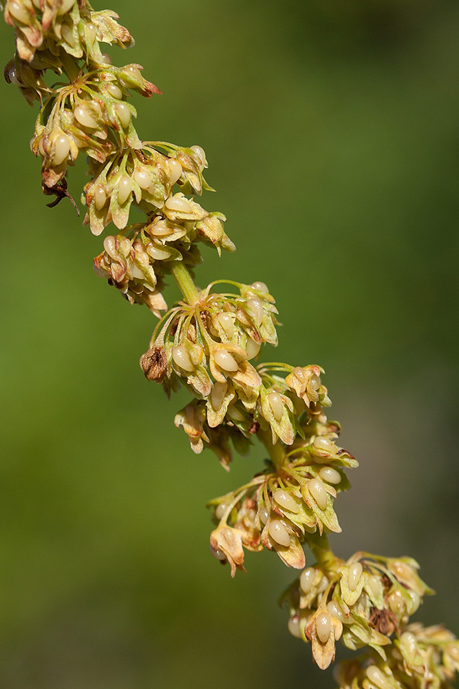 Image of Rumex sylvestris specimen.