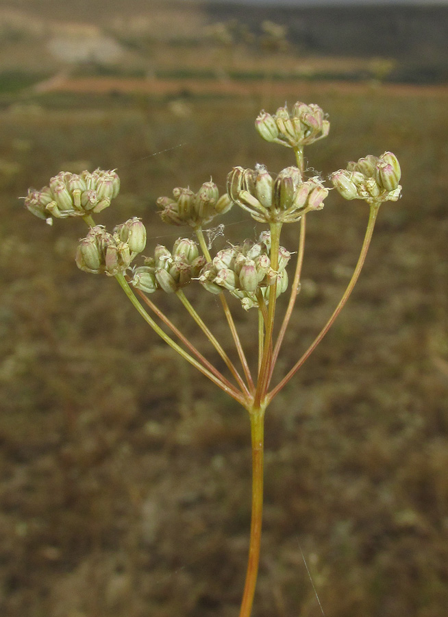 Image of Seseli varium specimen.