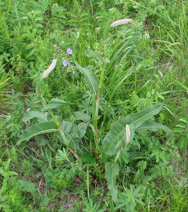 Изображение особи Bistorta officinalis.