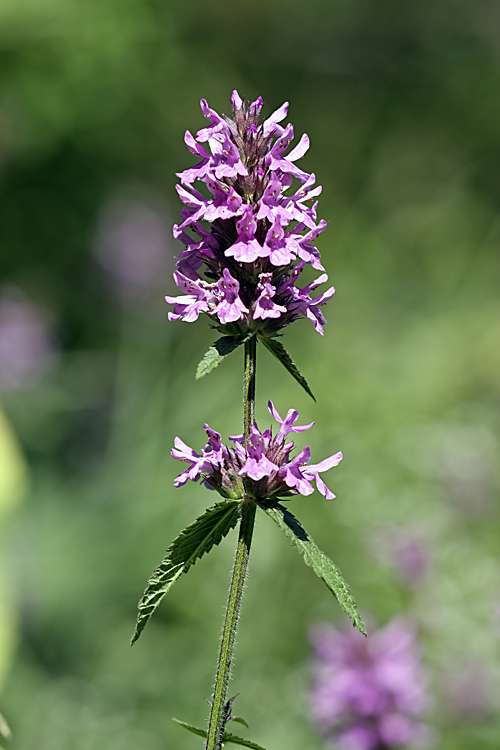 Image of Betonica betoniciflora specimen.