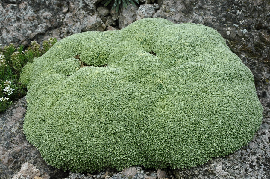 Image of Arenaria alfacarensis specimen.