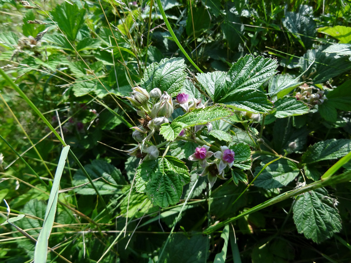 Изображение особи Rubus mesogaeus.