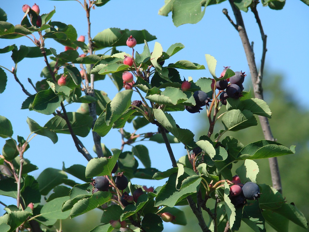 Image of Amelanchier alnifolia specimen.