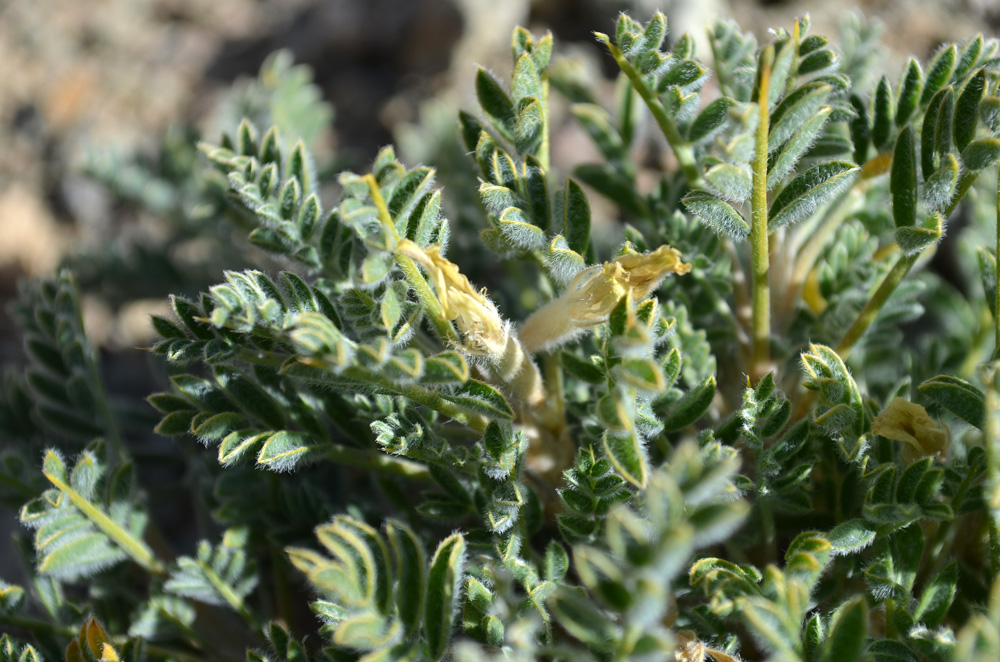 Image of Astragalus lasiosemius specimen.