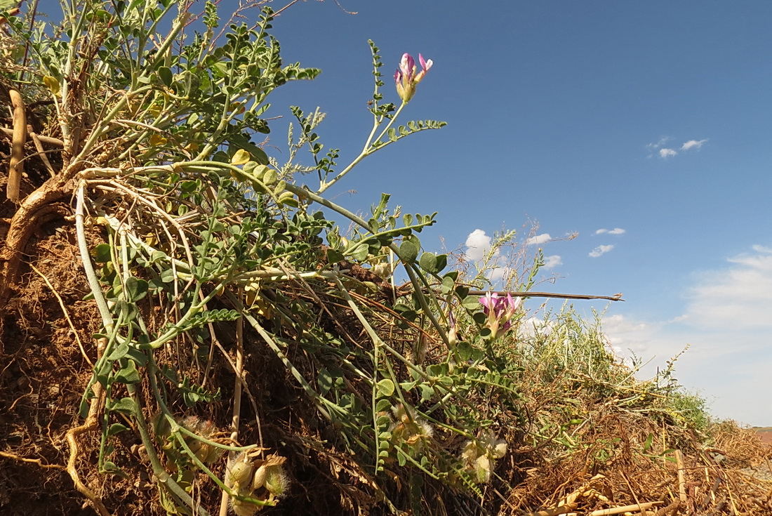 Изображение особи Astragalus albicans.