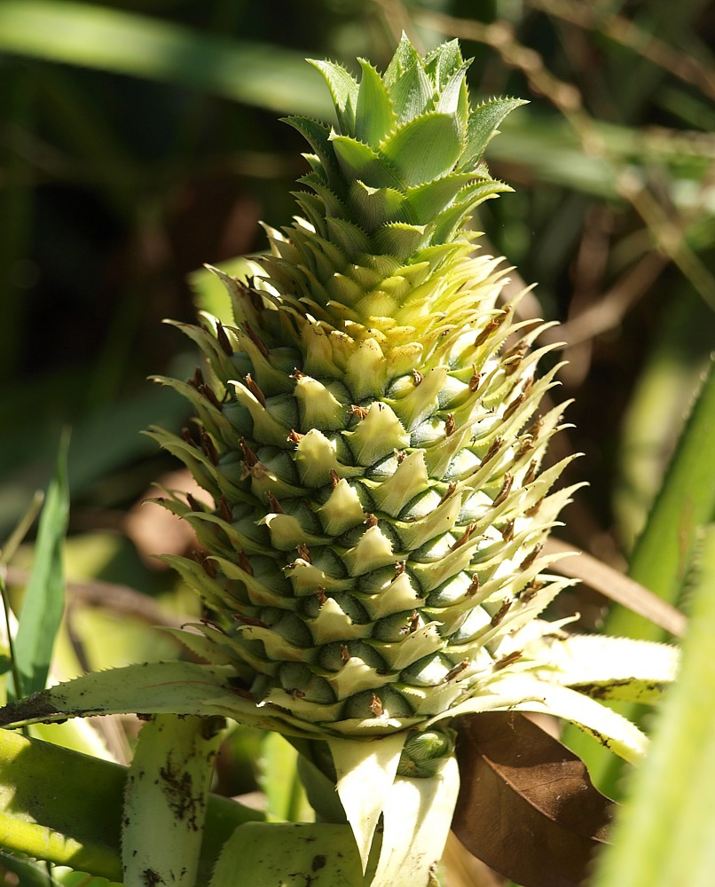 Изображение особи Ananas comosus.