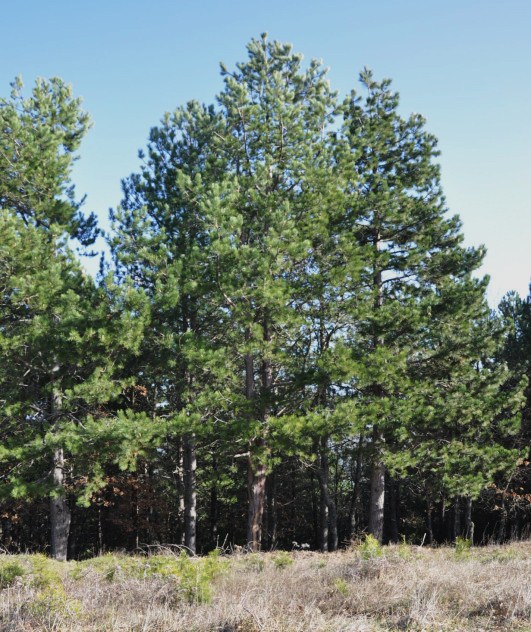 Image of Pinus pallasiana specimen.