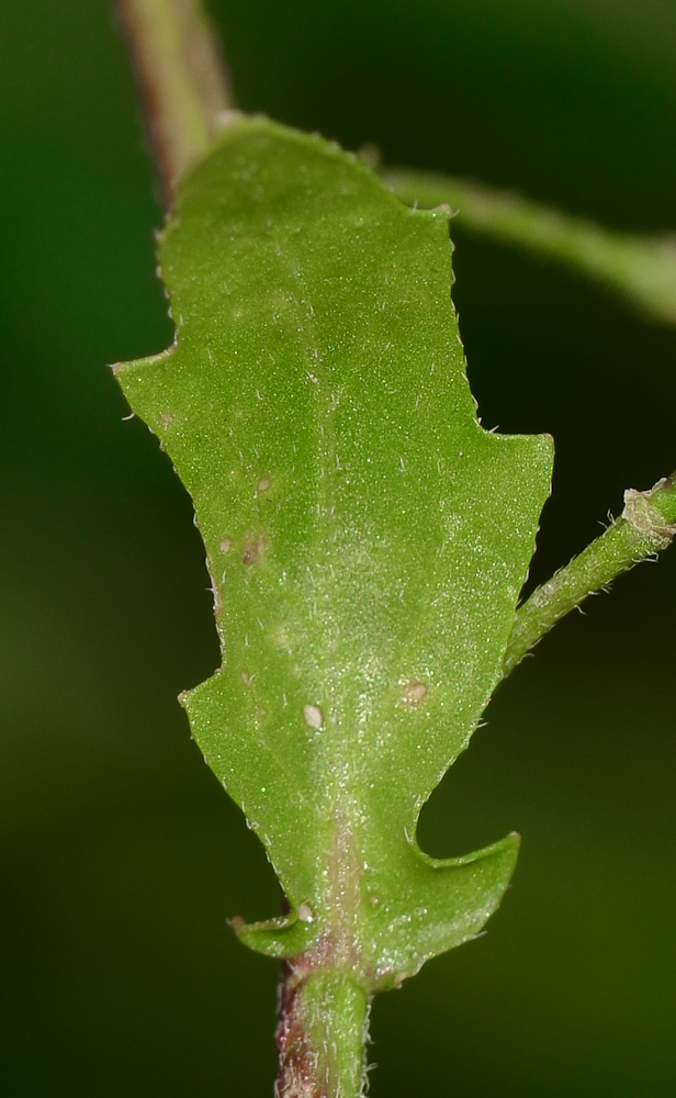 Image of Diplotaxis erucoides specimen.