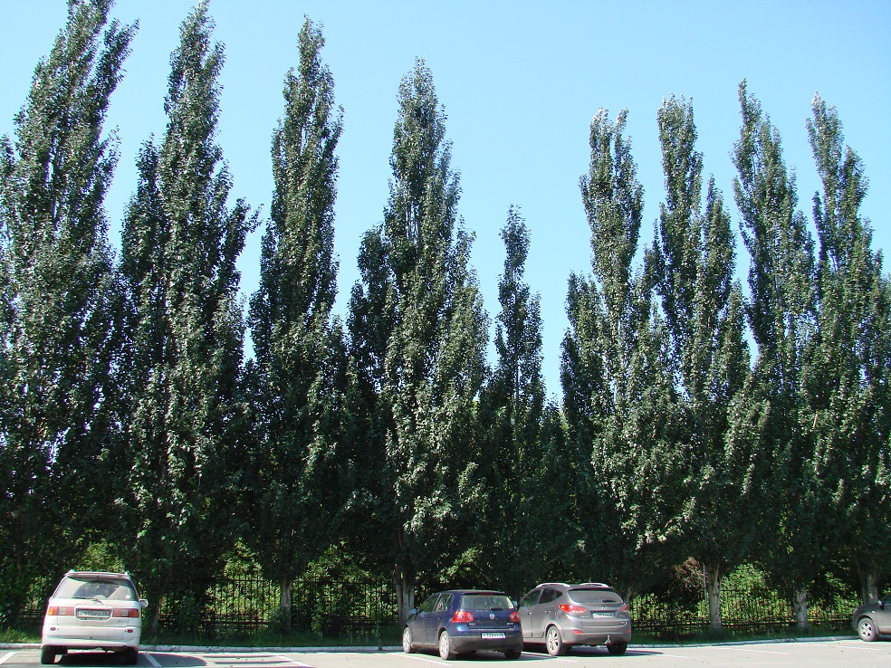 Image of Populus alba specimen.