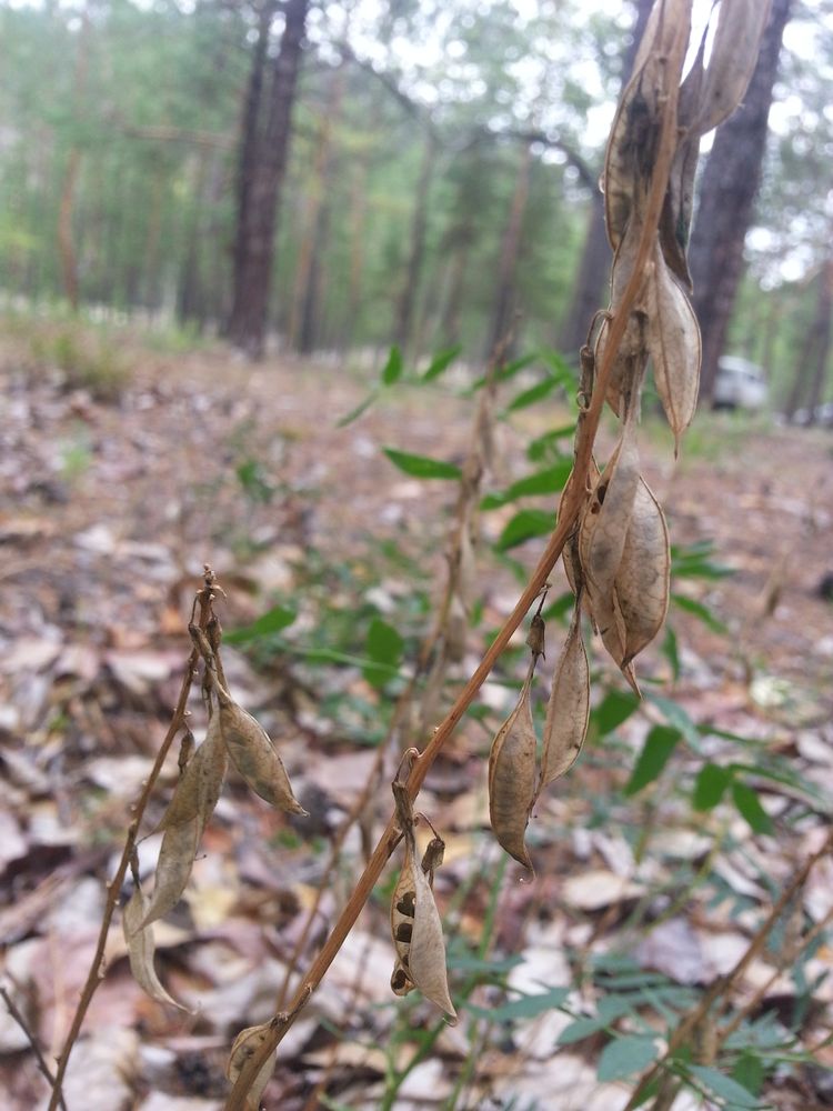 Image of Astragalus trigonocarpus specimen.