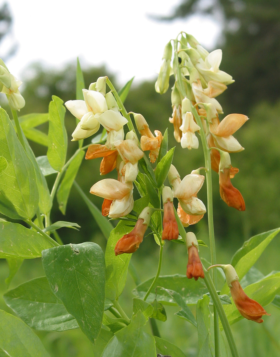 Image of Lathyrus gmelinii specimen.